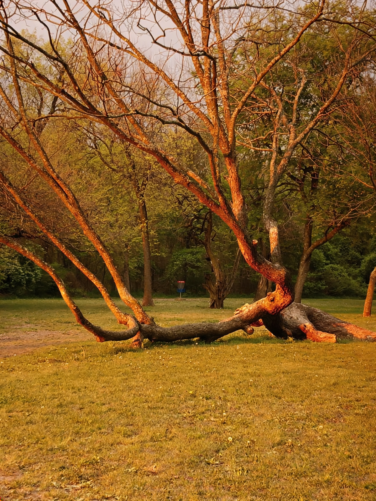 Towne Lake disc golf course in McKinney, Texas